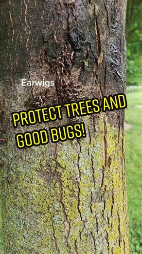 Protect Trees and Good Bugs with Two-Spotted Assassin Bug and Earwigs
