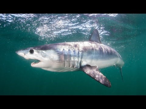 The FASTEST Shark On Earth: Tracking The Mako Predator