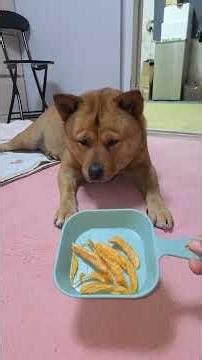 20260318 간식 Snack - 따야 Ddaya🥰#왕크왕귀 #진도믹스 #황구 #시고르자브 #댕댕이 #힐링 #위로 #펫로스 #7080 #무반주노래