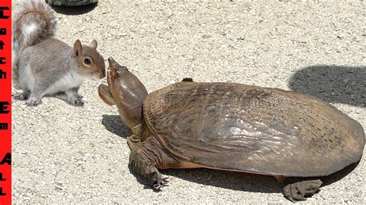 Turtle Crossing The Road As A Squirrel Breaks Into The House