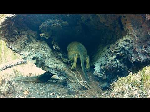 What’s Using This Hollow Log? | Australia