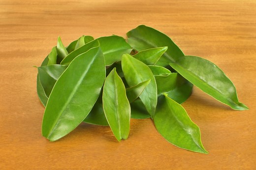 Chá de ora-pro-nóbis: como fazer e quais os benefícios da infusão