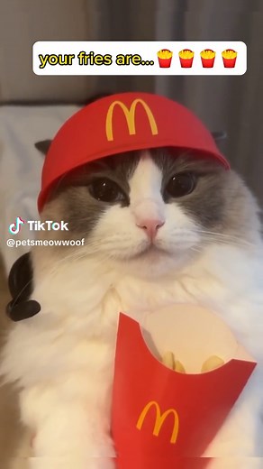 Cat Donalds | Hilarious Cat Parody at McDonald's