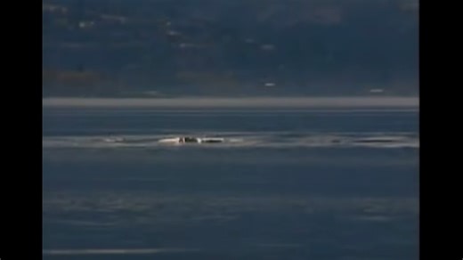 Ogopogo, a legendary lake monster said to dwell in the depths of Lake Okanagan