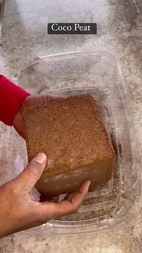 17K views · 164 reactions | Coco peat and coco coir are both made from the same material, which is the fibrous outer husk of a coconut. Coco peat has a fine, powdery texture, while coco coir (or coco fiber) has a coarser and more fiber-like structure. | Foraging Fosters | Facebook