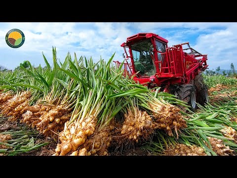 How Farmers Cultivate and Harvest Ginger With Modern Technology | Farming Documentary