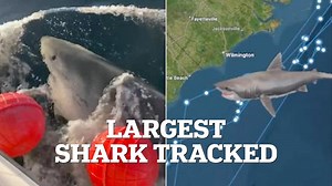 Largest great white shark detected off coast of North Carolina