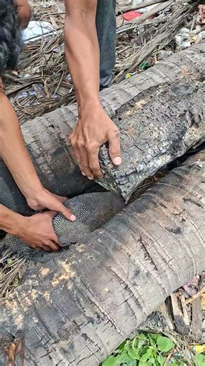 cek tellor ayam mutiara #animals #nature #farming #sortvideo #viralvideo