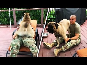 160-Lb. Bullmastiff Goes Nuts When Soldier Owner Returns Home
