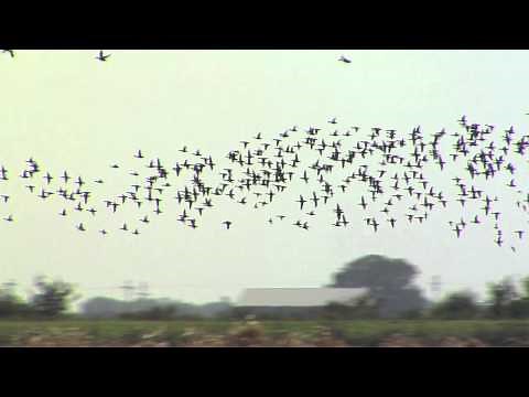 PUDDLER - Blue Winged Teal in flight
