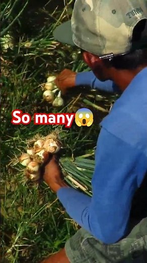 How to Grow Garlic 🌱