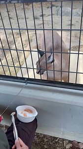 「今日の見てコレ」カラカル「ジナ」のハズバンダリートレーニング✨説明しよう！「ハズバンダリートレーニング」とは🔍動物が健康管理や日常ケアをストレスなく受けられるようにするためのトレーニングのことである🐾#ももやん#今日の見てコレ#カラカル#ごかつら池どうぶつパーク