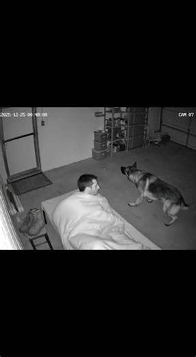 CCTV: German Shepherd Detects the Door Handle Moving—Protective Mode in Seconds