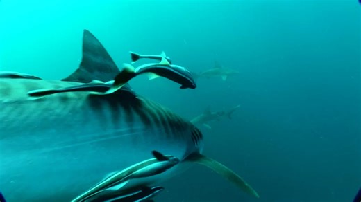 Tiger sharks are HUGE, growing up to 18 feet long and weighing over 2,000 pounds! 🐯 This Shark Week, dive in and learn more about learn more about these sharks with our Marine Life Encyclopedia: https://oceana.ly/3XTuIj7 | Oceana