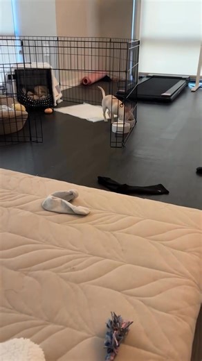 Too cute 🥰 . . . . . . #chihuahua #chihuahuas #reels #reelsfypシ #reelsfb #reelsviral #reelsvideo #reels2024 #dog #dogs | Chihuahua Friends