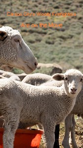 Have you ever wondered where all those sheep come from each spring, and why they’re covering the west hillsides of Carson City?They’re part of Carson City’s annual wildfire prevention effort, and this year over 2,400 sheep are back at work! The north band (900 ewes) arrives in early April near Timberline and Western Nevada College. The south band (1,500 ewes and lambs) begin arriving April 12 behind Greenhouse Garden Center.Since 2006, these “woolly firefighters” have been reducing dry grass and