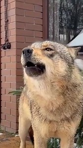 156K views · 7.9K reactions | The man saw the wolf struggling and jumped in without thinking | Golden Future | Facebook