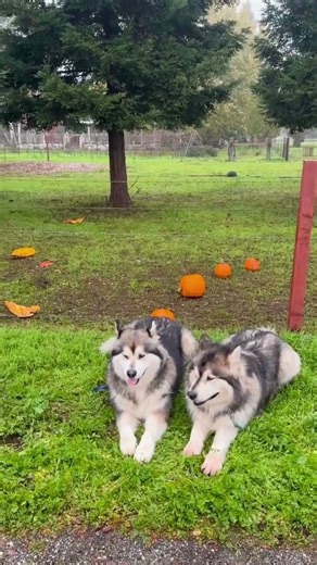 Enjoy Peaceful Adventures With Your Dogs 🌿🐶 #dogtraining #adventures