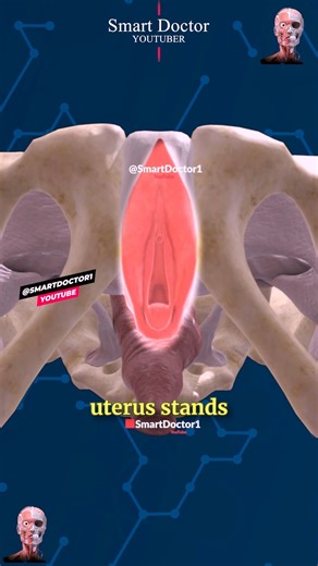Smart Doctor on Instagram: "The Wonders of the Female Reproductive System ✨‍♀️ . . The anatomy of the female pelvis is complex and includes several key structures and openings. Here’s an overview: Key Structures Pelvic Bones: Ilium: The largest part of the pelvis. Ischium: The lower, posterior part of the pelvis. Pubis: The anterior part of the pelvis. Sacrum: A triangular bone at the base of the spine, forming the back of the pelvis. Coccyx: The tailbone, located at the very base of the sacrum.