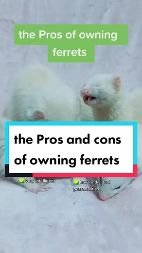 noodleducation on TikTok