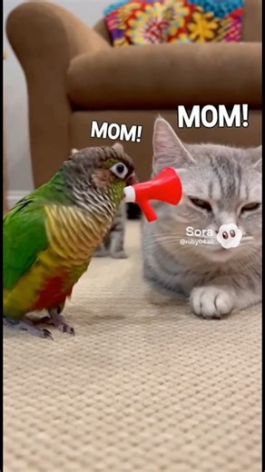 This Parrot Won’t Stop Annoying Every Cat!