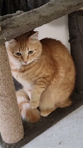 His pinky small toung ♥️😸 #orangecat #shorts #catshorts