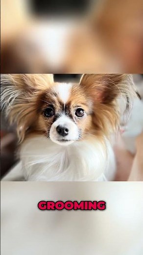 Meet the Energetic Papillon: Small Dog, Big Heart