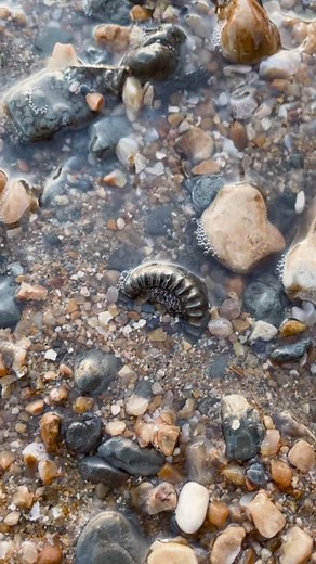 Fascinating Fossils on Reels