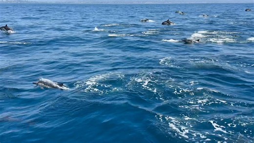 100K views · 2.7K reactions | Heading north from Dana Point Harbor,...