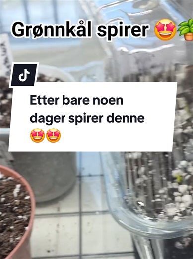 Dyrking av grønnkål: En enkel start for hobbygartnere