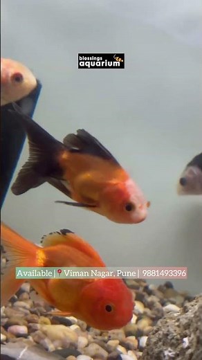 Best Goldfish for Sale | Buy goldfish online | Fancy Goldfish Variety | Blessings Aquarium #goldfish
