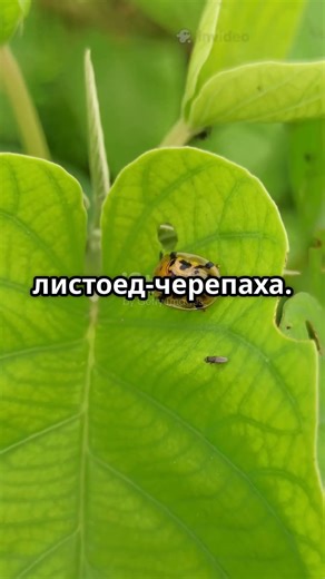 Топ 3 жуков-листоедов #facts #funny #fyp #trending #edit #reels #top #yt #топ #факты #шортс #тренды