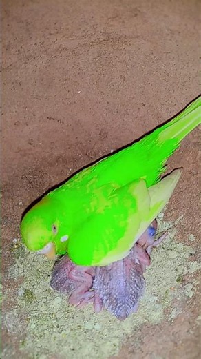 Australian Budgie with 4 Cute Chicks 🐣 Amazing Nesting Journey #shorts