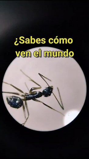 #insectos #hormiga #ojo #vista #microscopio