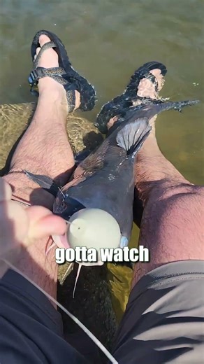 FAT River Blue Catfish Are Big From Feeding On Shad & Perch Bait: FATKAT Best Catfishing Rigs!