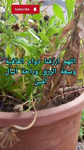 دعاء/قران كريم #قران_كريم #دعاء
