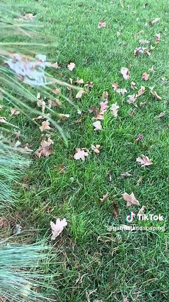 What do you think is wrong with this pine tree? #trees #problems