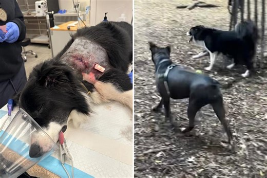 Upper East Sider whose beloved border collie was mauled by pit bull owned by 'repeat offender' calls for hotline to support responsible pet owners