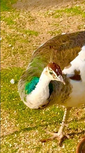 Magical Peacock Showing Its Beautiful Colors 🦚 #Peacock #Birds #Nature