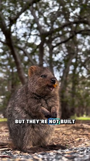The Happiest Animal on Earth 😁✨ Meet the Quokka!