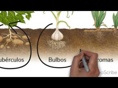 LA REPRODUCCIÓN DE LAS PLANTAS