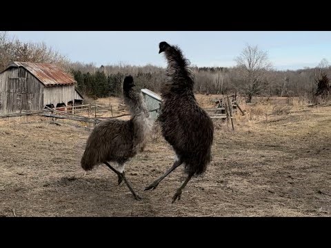 2024 Useless Farm Oscars