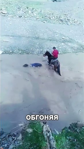 Конь ПЕРЕКРЫЛ реку и спас телёнка 😱🌊🐴
