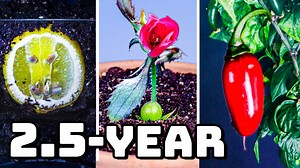 951 days of plant growth: Mesmerizing seed-to-plant time-lapse compilation