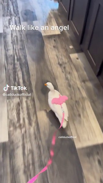 Adorable Callduck Video - Cute Small Ducks