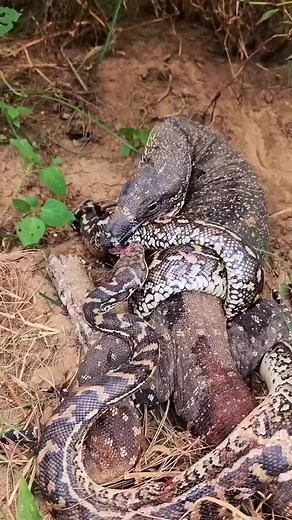 Monitor Lizard Eating Snake in Natural Habitat