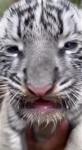 Blue Tiger Cub Found Crying in Mud — Real Footage 😢🐅💙