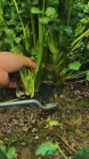 Organic Stem Celery Harvest: Precision Manual Sickle Techniques 🚜🌿💥