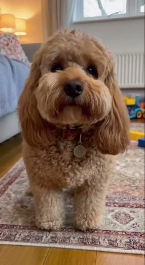 The Funniest Dog Fart Moment Ever 😂🐶💨