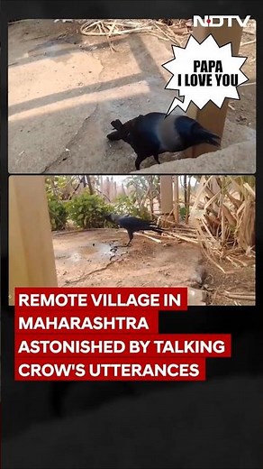 Talking Crow In Palghar | This Crow Talks Like A Human - Watch Viral Video!